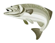 Fischereiverein Au fischereiverein au