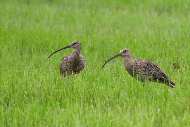 Ostermontag, 21. April - Naturjuwel Ried – bei Brachvogel, Kiebitz und Co. brachvoegel lauteracherried p1177528 Ostermontag, 21. April - Naturjuwel Ried – bei Brachvogel, Kiebitz und Co.