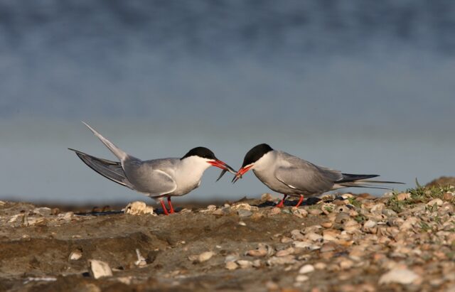 Pflegeeinsatz für bedrohte Flussseeschwalben flussseeschwalbenpaar c hansgladerklein