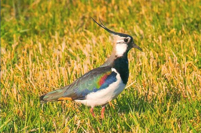 Ostermontag Mo, 6. April Naturjuwel Ried – bei Brachvogel, Kiebitz und Co.