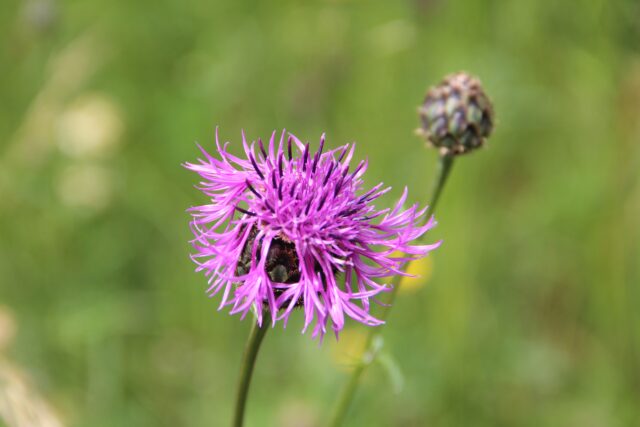 Bei Wiesensalbei, Traubeneiche und Bläuling - Biotopexkursion zum Eichbühel