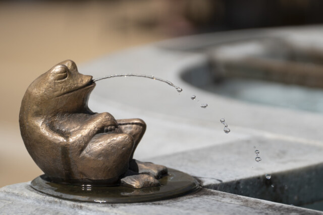 Fotomarathon der Naturfreunde Dornbirn der frosch