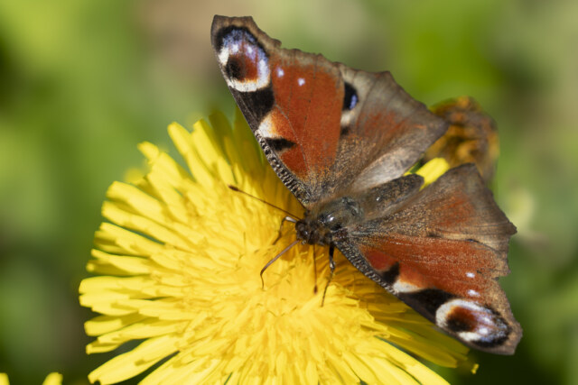 Veranstaltungen dsc01907 Großartige Frühlingswanderung der Naturfreunde Dornbirn im März
