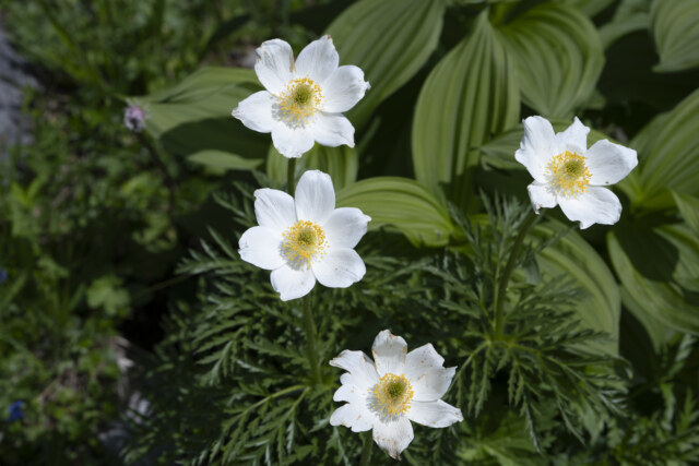 Fototreff der Naturfreunde Dornbirn dsc04430