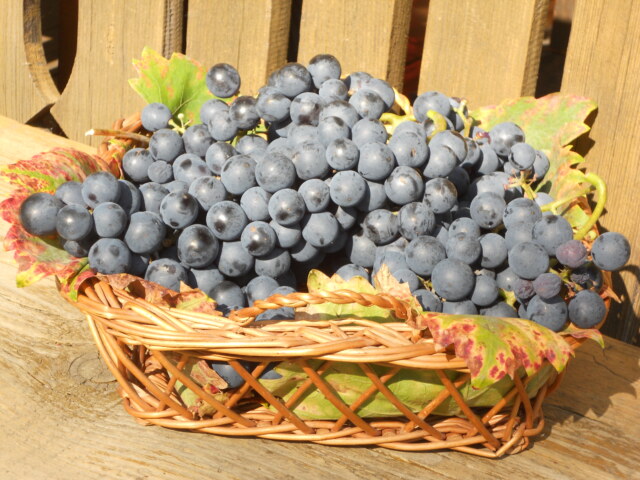 Rebenschnittkurs 2026 dscn0760