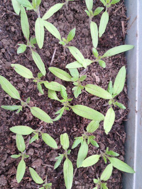 Pflanzentauschbörse 20260415 110200