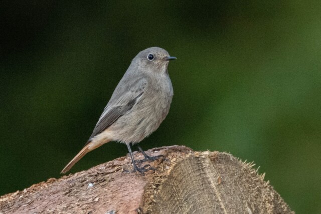 Exkursion „Vogelfreundliche Gehölze“ pa190369 hausrotschwanz 1 det harrymark